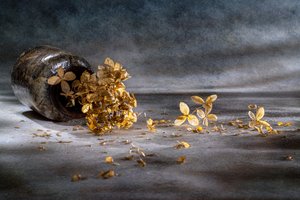 Stillleben mit getrockneter Hortensie