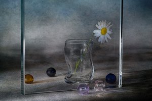 Ruhige Gänseblümchenreflexionen