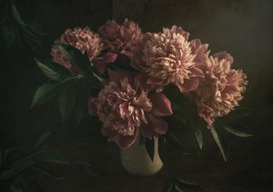 Elegante Rosa Pfingstrosen