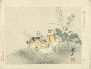 Drei Küken. Blumen- und Vogelskizzen von Keinen