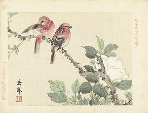 Zwei rote Vögel auf einem Ast mit weißer Blume