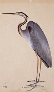 Ein Reiher, ca. 1820