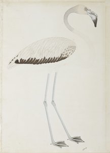 Ein Flamingo, ca. 1780 von Indian School