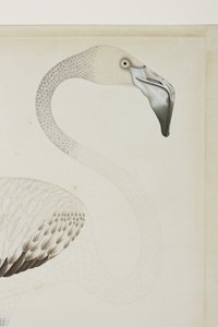 Ein Flamingo (Detail), ca. 1780
