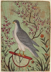 Falke auf einer Stange, um 1610