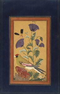 Fink, Mohnblumen, Libelle und Biene, 1650-70