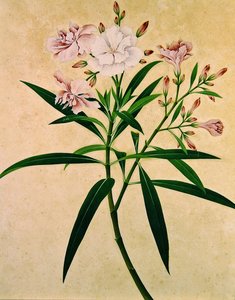 Oleander, ca. 1840 von Indian School