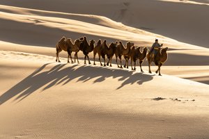 Ein Kameltreiber führt seine Baktrischen Kamele an den Khongoryn Els Sanddünen im Süden der Gobi von Ira Block
