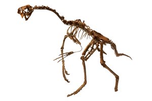 Ein fast vollständiger Oviraptor aus der Mongolei
