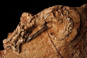 Ein unbekannter Dinosaurier am Institut für Wirbeltierpaläontologie und Paläoanthropologie in Xiaotangshan, Nord-Peking, China