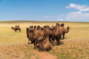 Baktrische Kamele in der südlichen Gobi-Wüste in Süd-Mongolei von Ira Block