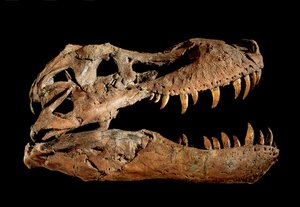Fossiler Schädel von Tyrannosaurus Rex "Sue" von Ira Block