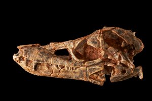 Junggarsuchus sloani, ein Sphenosuchier aus dem mittleren Jura von Ira Block