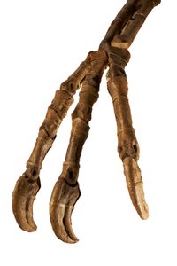 Der mongolische Dinosaurier Deinocheirus mit seinen riesigen Armen und Klauen von Ira Block