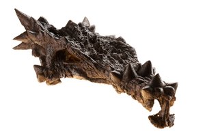 Der Schädel des Dracorex im Kindermuseum in Indianapolis, Indiana von Ira Block