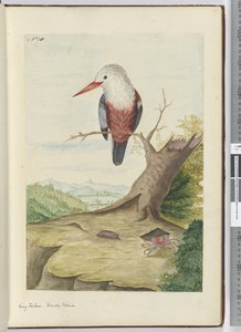 F.10 Eisvogel, Freundliche Inseln, 1772-75 von Isaac Smith