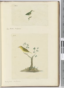 F.15 Kleiner Fächerschwanz, Neuseeland  F.16 Spottdrossel, Neuseeland, 1772-75 von Isaac Smith