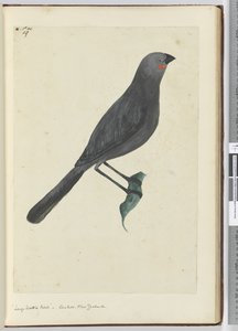F.19 Großer Lappenstar, Kuckuck, Neuseeland, 1772-75 von Isaac Smith