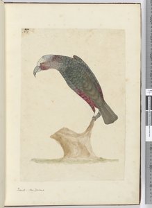 F.1 Papagei, Neuseeland, 1772-75