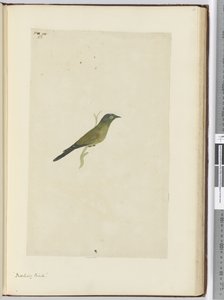 F.22 Spottdrossel, 1772-75 von Isaac Smith