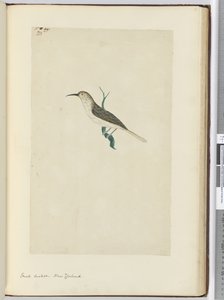 F.23 Kleiner Kuckuck, Neuseeland, 1772-75 von Isaac Smith