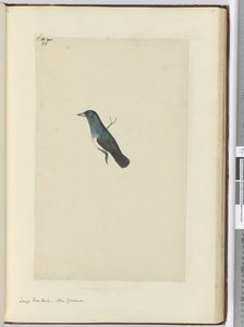F.25 Großer Fächerschwanz, Neuseeland, 1772-75 von Isaac Smith