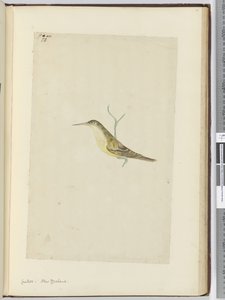 Kuckuck. Neuseeland, 1772-75 von Isaac Smith