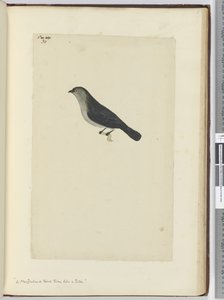 Ein zahmer Vogel aus Neuseeland, ähnlich einem Rotkehlchen, 1772-75 von Isaac Smith