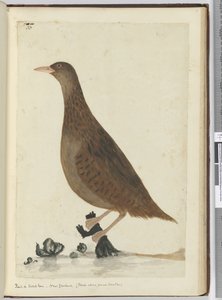Ralle oder Waldhenne. Neuseeland. (Ernährt sich an kleinen Bächen), 1772-75 von Isaac Smith
