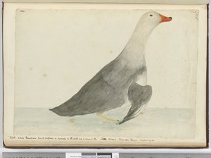 Ente genannt Rennpferd wegen ihrer Schnelligkeit beim Laufen auf dem Wasser, aber sie kann nicht fliegen. Staten Island, Feuerland. Wog 29 Pfund, 1772-75