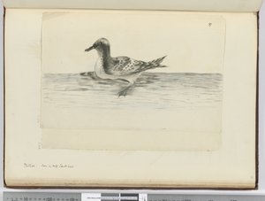 Pintado. Gesehen in hohen südlichen Breiten, 1772-75