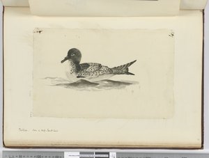 Pintado. Gesehen in hohen südlichen Breiten, 1772-75