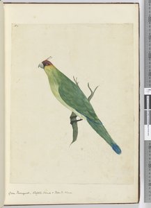 F.3 Grüner Sittich, Norfolk Island & Freundliche Inseln, 1772-75 von Isaac Smith