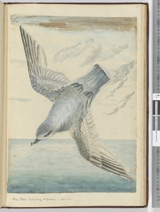Blaue Sturmschwalbe. Dusky Bay, Neuseeland. In hohen südlichen Breiten, 1772-75