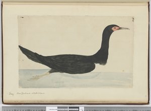 Kormoran. Neuseeland & Staten Island, 1772-75