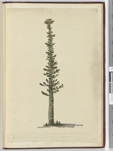 Eine Art Fichtenkiefer auf der Insel Pines am südlichen Ende von Neukaledonien, hoch genug für Masten einer sehr großen Sorte. Gesehen Sept. 1774..., 1772-75