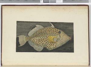 Ein Fisch namens Alte Frau von S. Jago, 1772-75 von Isaac Smith