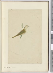 F.5 Kleiner Kuckuck, Neuseeland, 1772-75 von Isaac Smith