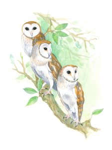 3 Schleiereulen