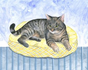 Kissenkatze