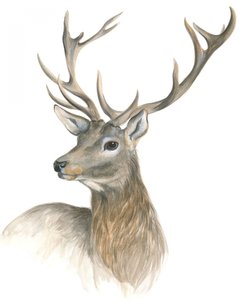 Majestätisches Hirschporträt