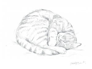 Schlafende Katze Zeichnung von Isabelle Brent