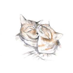 Süß schlafende Katzen