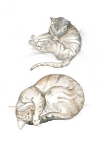 Zwei Katzenstudien