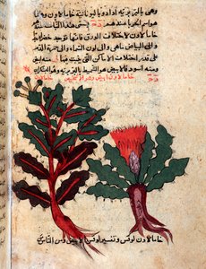 Seite aus einem medizinischen Herbarium (Manuskript)