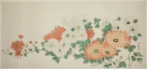 Chrysanthemen