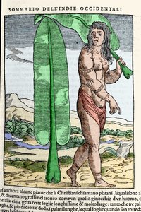 Ein westindischer Eingeborener steht neben einem Tabakblatt. Gravur aus dem Buch „Navigationi und Viaggi“ Bd. III von Giovanni Battista Ramusio (1485-1557), Venedig 1565 von Italian School