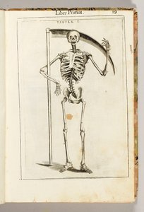 Ein Skelett, das eine Sense hält im Stil eines Sensenmannes, aus "De Anatome Corporis Humani Libri VII" von Guido Guidi von Italian School