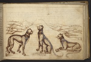 Panther (