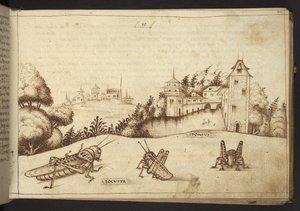 Heuschrecken, die eine hohe Pflanze fressen, aus Historia Animalium, bestehend aus 245 Feder-und-Tinte-Zeichnungen verschiedener Tierarten und mythischer Kreaturen, jeweils begleitet von einer Beschreibung, 1595